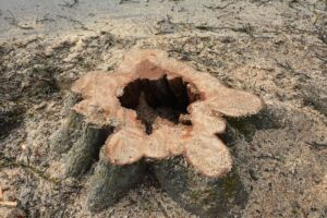 Les trois marronniers